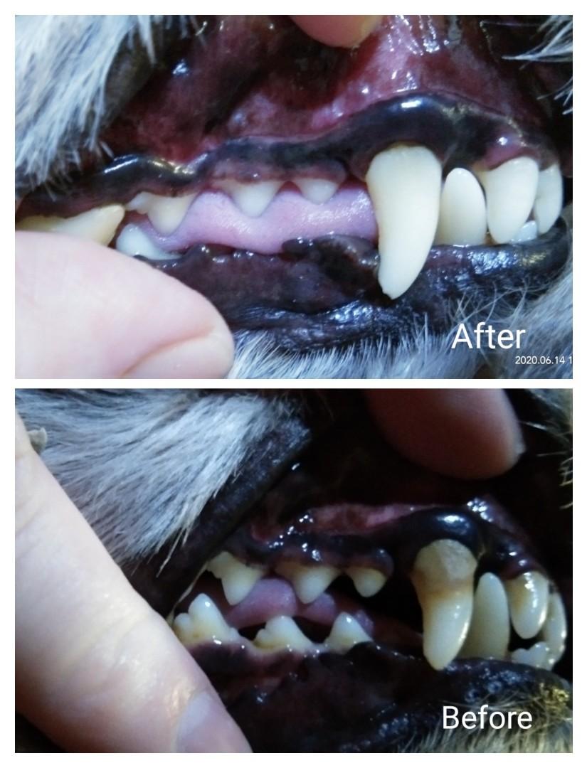 How Do I Clean My Dogs Rotten Teeth