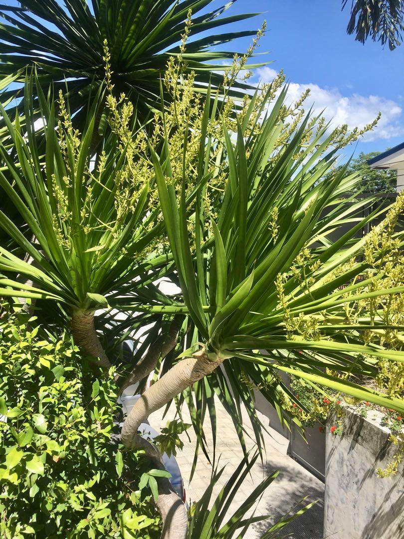 yucca tree (Category: Gardening Tools & Ornaments) located in Paranaque City. Submitted by topfloor (Listing ID 1021103574, Image 1). Description: selling yucca plant/ tree .