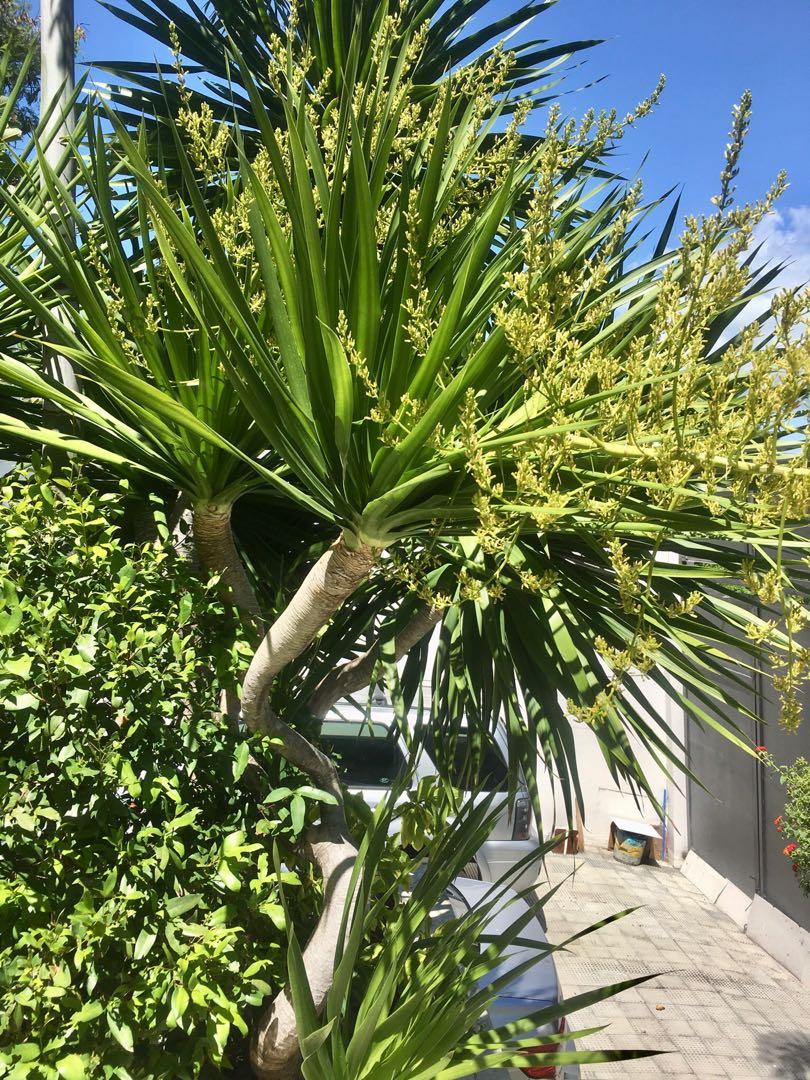 yucca tree (Category: Gardening Tools & Ornaments) located in Paranaque City. Submitted by topfloor (Listing ID 1021103574, Image 2). Description: selling yucca plant/ tree .