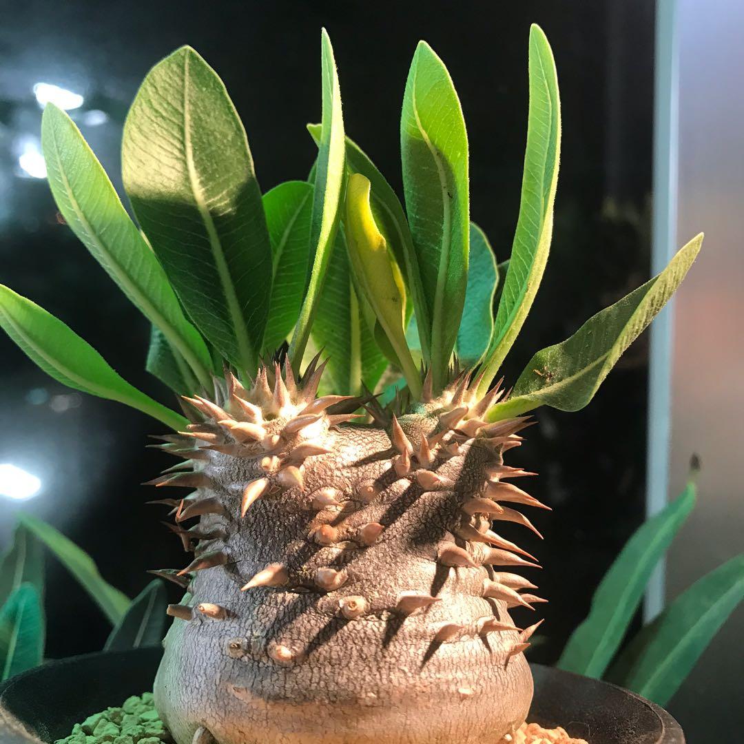 惠比大黑 塊根植物 傢俬 家居 園藝 植物及種子 Carousell
