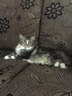 (Category: ) located in . Submitted by aliafif (Listing ID 1021534463, Image 1). Description: .