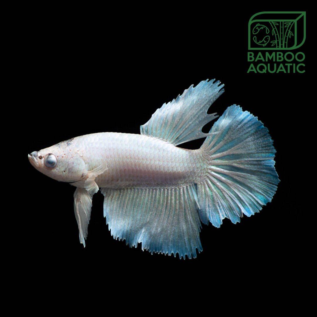 Cupang Halfmoon White Opaque Perlengkapan Hewan Aksesoris Hewan Di Carousell