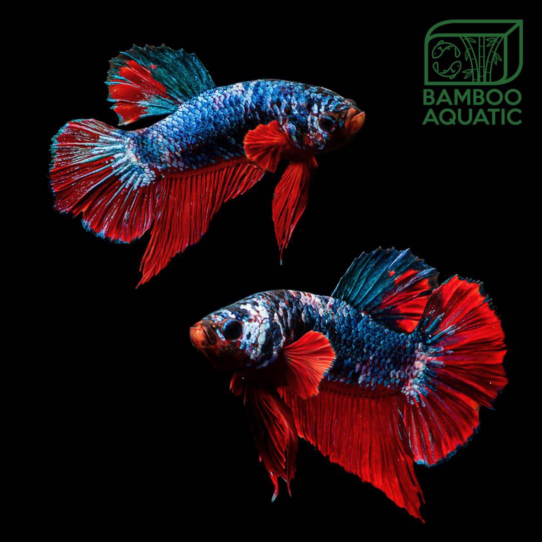 Cupang Plakat Besgel Multicolor Perlengkapan Hewan Aksesoris Hewan Di Carousell See more of galeri ikan cupang multicolour17 on facebook. cupang plakat besgel multicolor