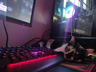 (Category: ) located in . Submitted by maocookie (Listing ID 1021355187, Image 1). Description: .