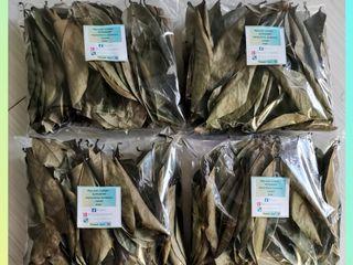 Guyabano Leaves Plants Seeds Carousell Philippines