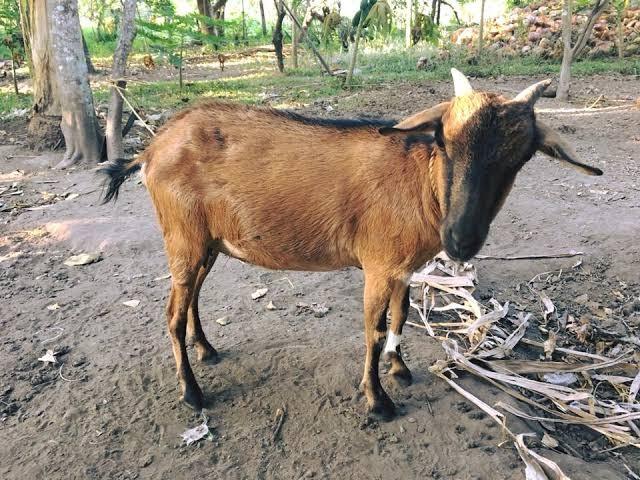 Kambing Baka For Sale Community On Carousell