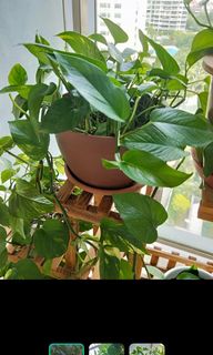 (Category: ) located in . Submitted by rosyseow (Listing ID 1021406476, Image 1). Description: .