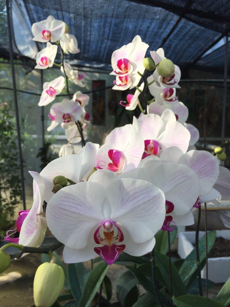 Phalaenopsis Orchids 1 Lot Of 20 Pots Gardening On Carousell