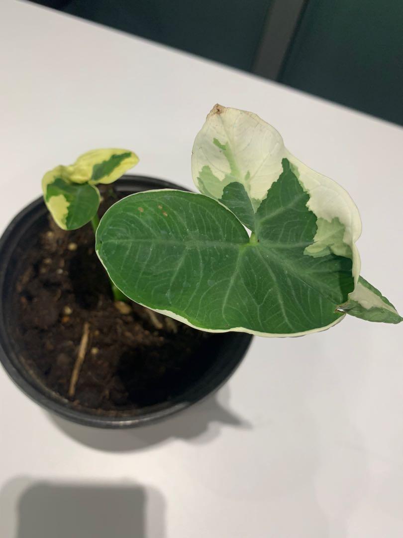 Rare Alocasia Stingray variegated (import from holland ...