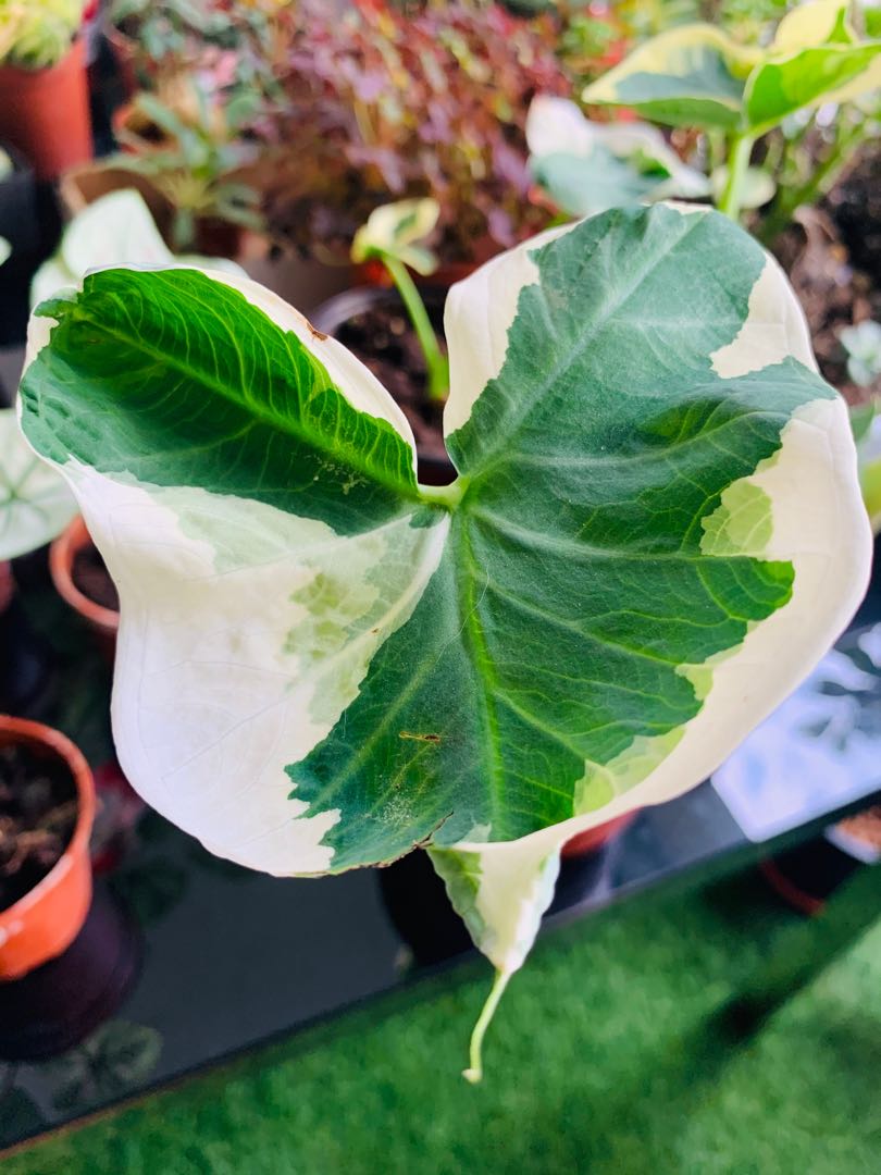 Rare Alocasia Stingray variegated (import from holland, Furniture