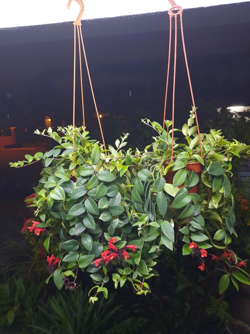 Red Lipstic Monalisa Pokok Gantung Lipstic Pokok Keladi Home Furniture Gardening On Carousell