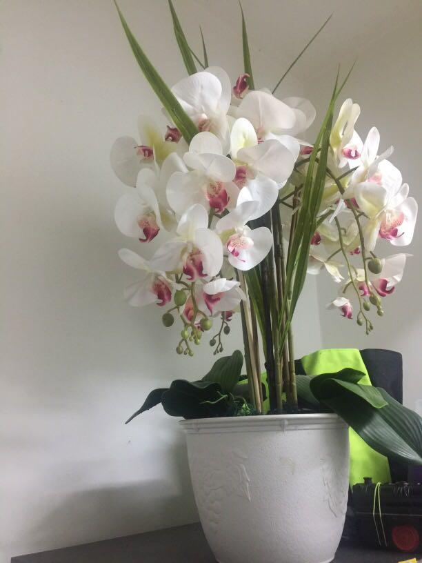 White Orchid Orkid Putih Home Furniture Home Decor On Carousell