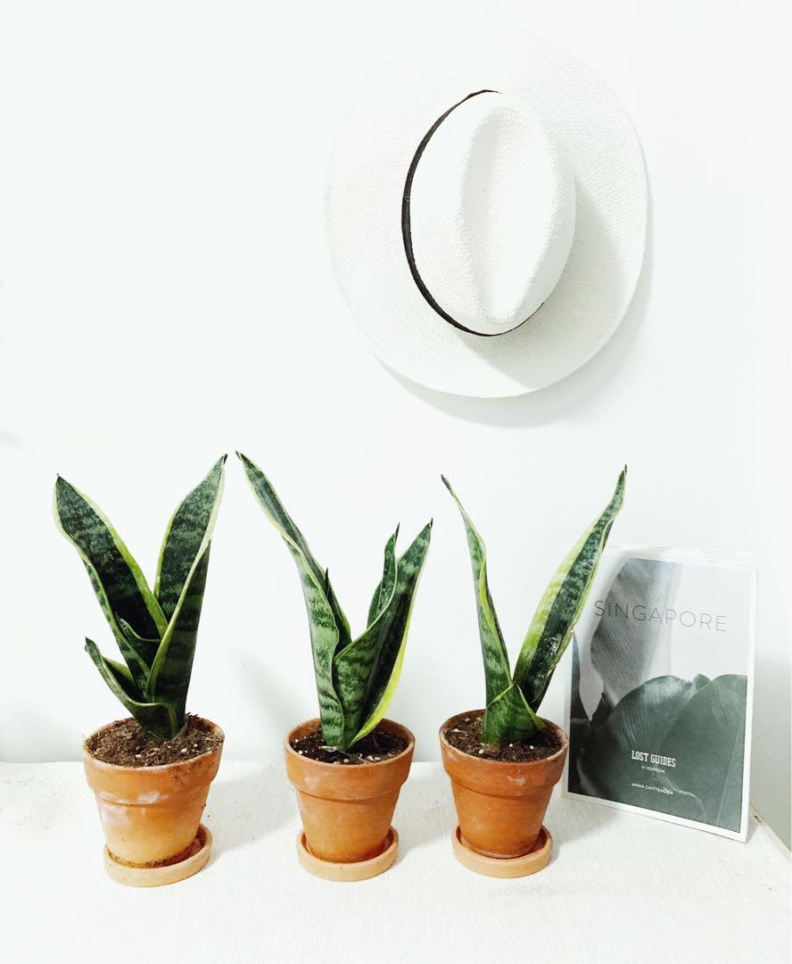 2 Pots Plants For 35 Supper Sale Snakeplant Indoor Plants Terra Cotta Pot Houseplants Plant Pot Gardening Plants On Carousell