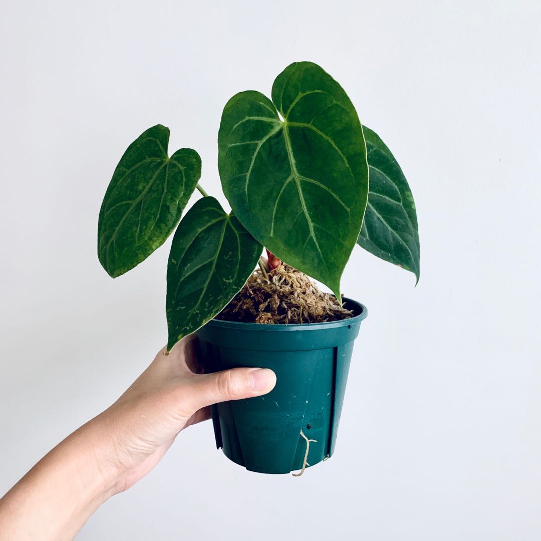 Mengenal Anthurium Dark Mama Dan King Of Spades Berap - vrogue.co