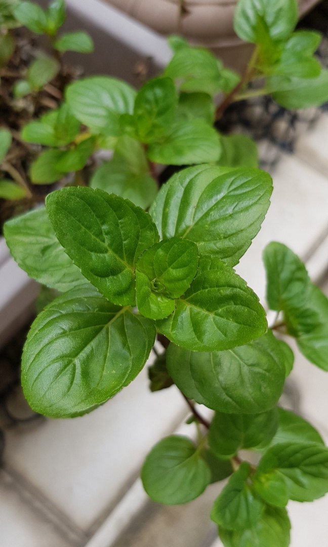 Berries Cream Mint Cuttings Furniture Home Living Gardening Plants Seeds On Carousell Berries Cream Mint Cuttings Furniture Home Living Gardening Plants Seeds On Carousell