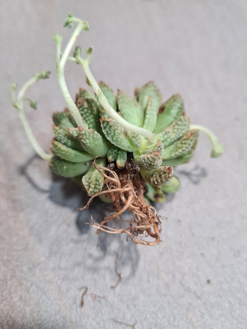 Crassula Ausensis v Titanopsis, Furniture & Home Living, Gardening ...