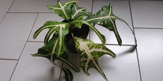 (Category: ) located in . Submitted by eydengard (Listing ID 1021544677, Image 1). Description: .