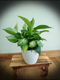 (Category: ) located in . Submitted by mygardenspace (Listing ID 1021661409, Image 1). Description: .