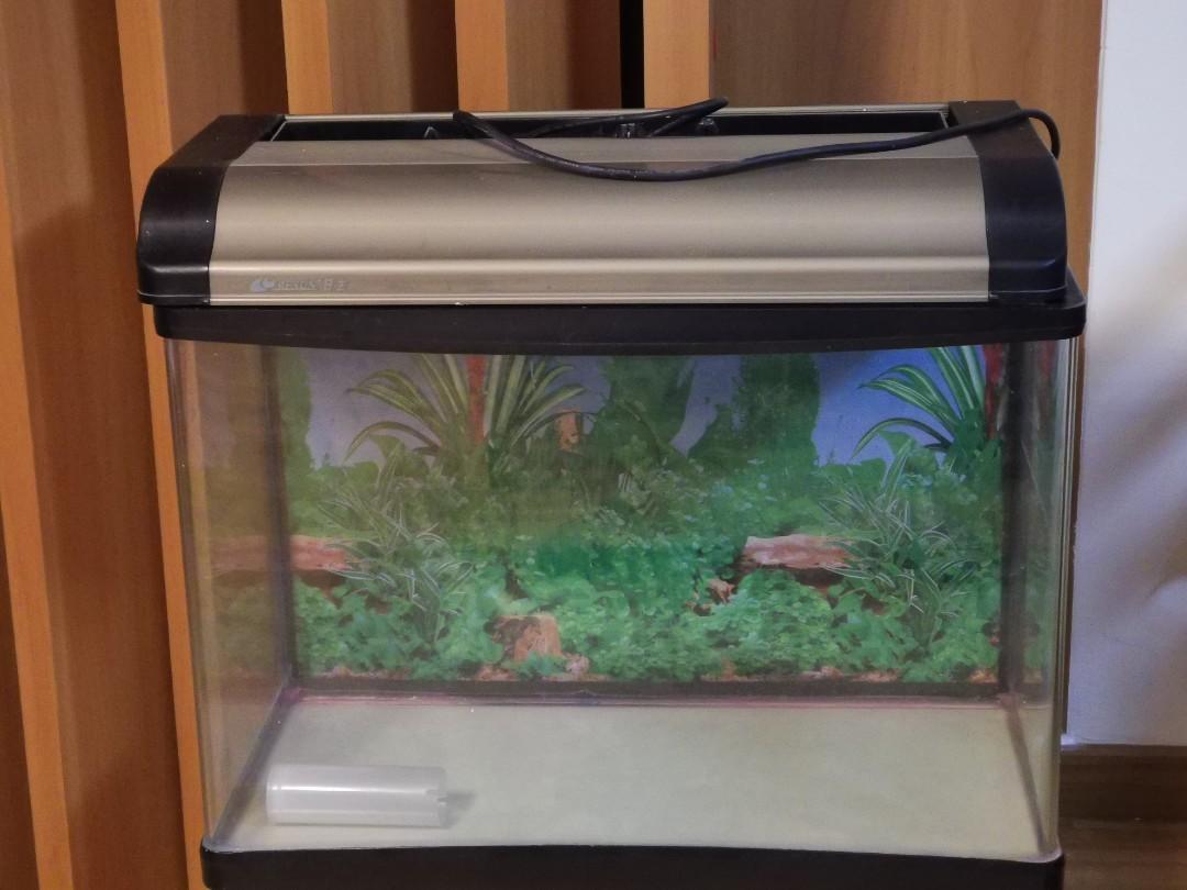 Fish Tank (L 60Cm, H 50Cm, W 30Cm), Pet Supplies, Homes & Other Pet  Accessories On Carousell