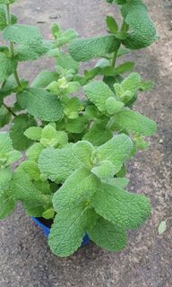 (Category: ) located in . Submitted by urban.cultivar (Listing ID 247213362, Image 1). Description: .