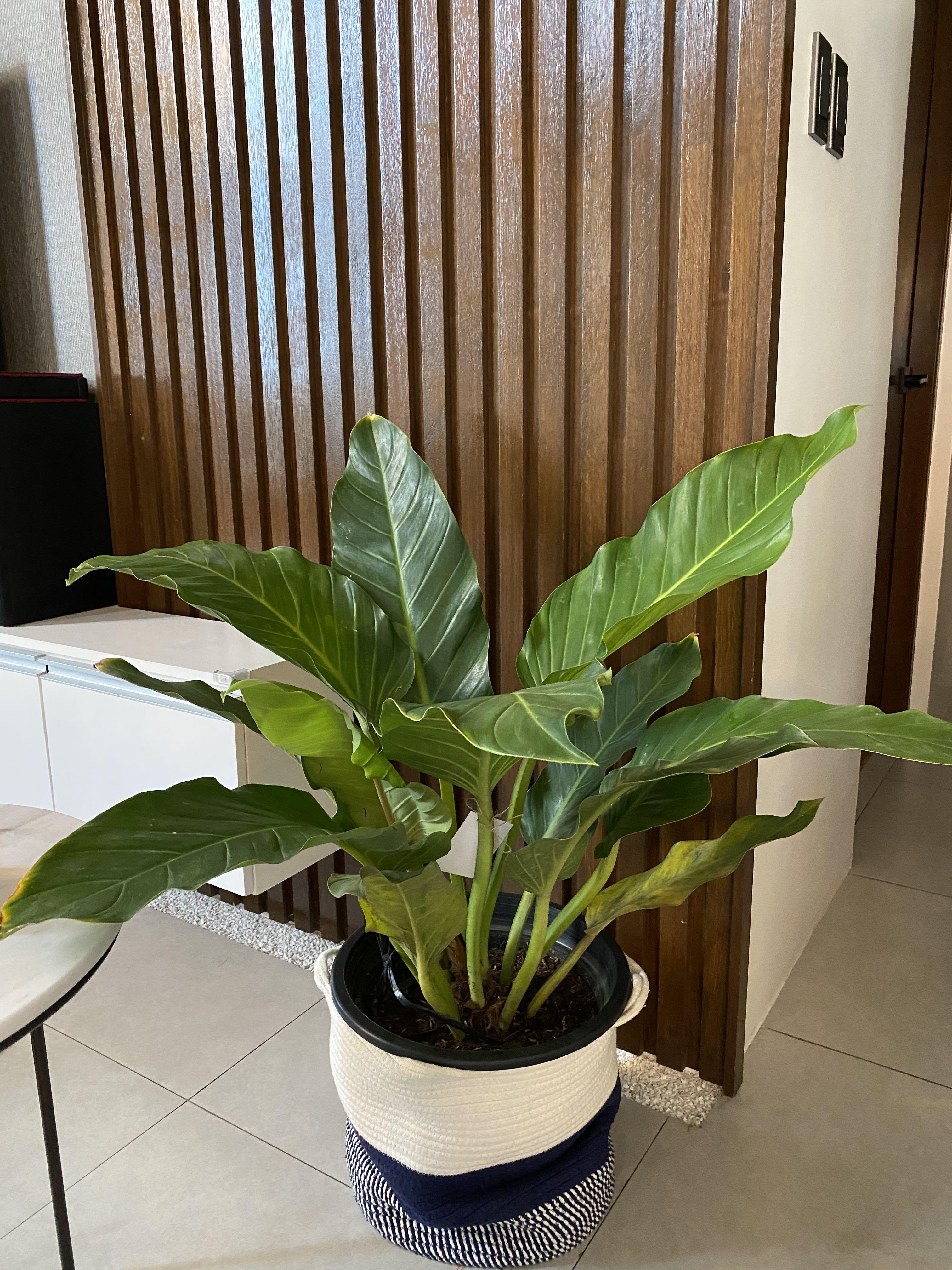 Philodendron orlando, Furniture & Home Living, Gardening, Plants & Seeds on  Carousell