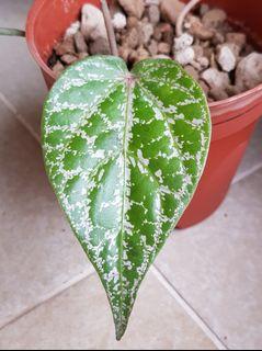 Piper Ornatum - uncommon  indoor / outdoor plant for sale