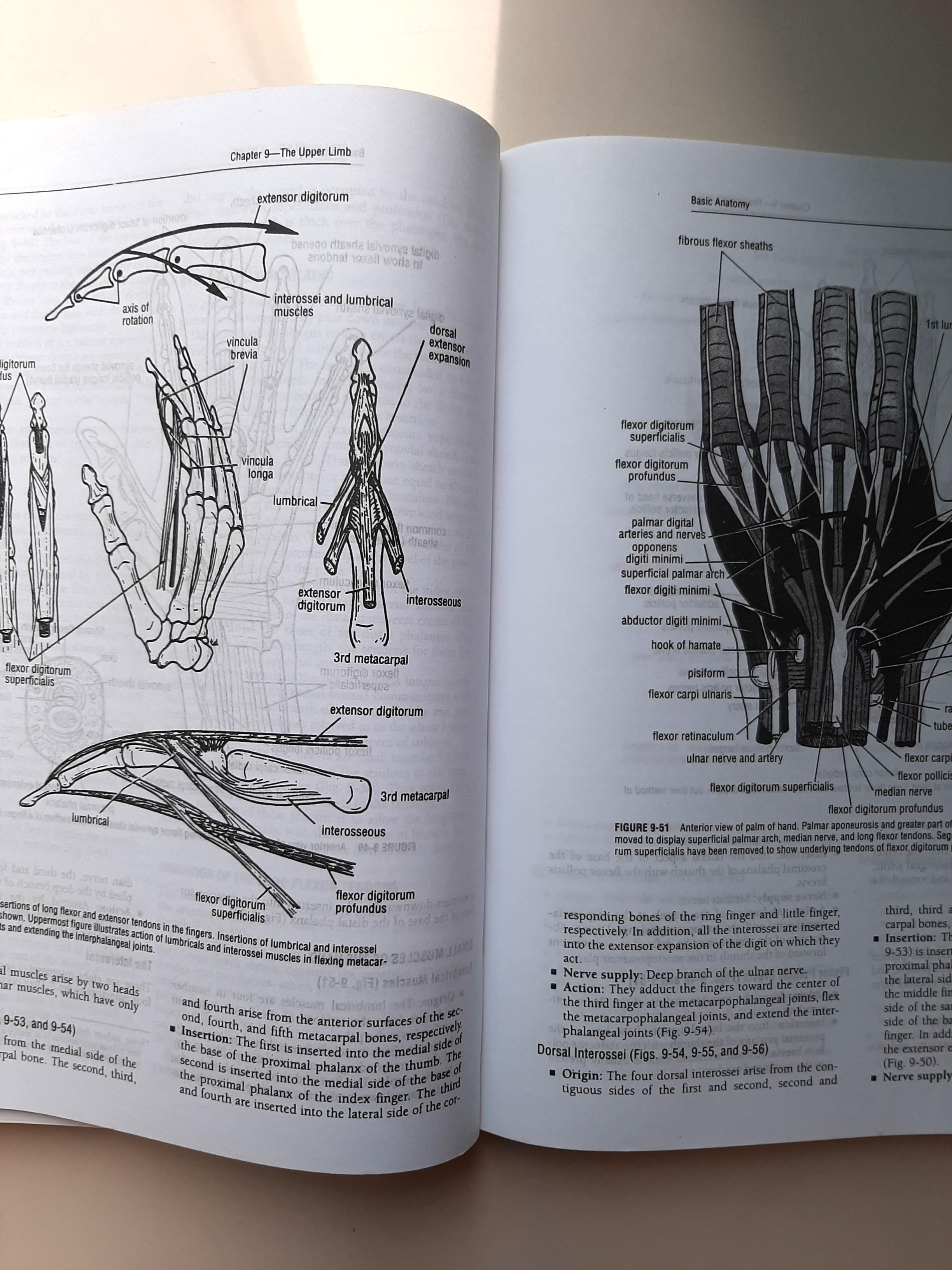 9: The Upper Limb