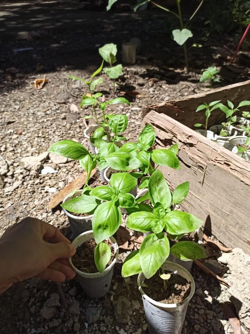Sweet basil seedlings, Furniture & Home Living, Gardening, Plants & Seeds on Carousell