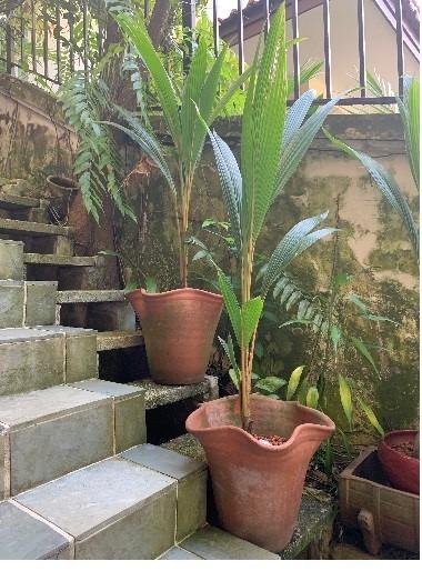 Terracotta Pot With Cocos Nucifera Coconut Sapling Gardening Pots Planters On Carousell