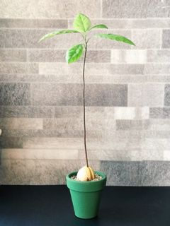 （分類：）位於 。 由 pristinelai 提交（商品編號 1021938134，圖片 1）。簡介： 。