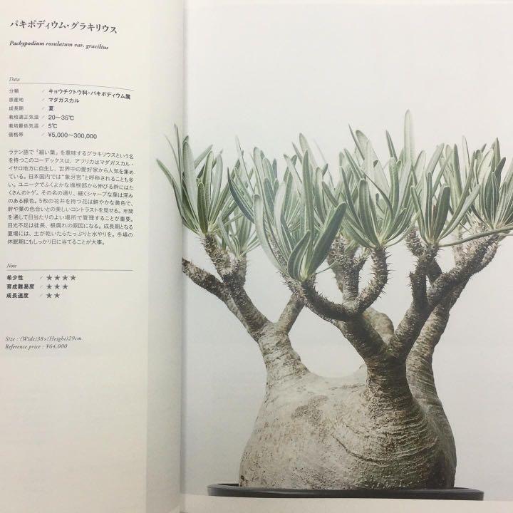 ALL ABOUT CAUDEX －塊根植物のすべてBY KEN YOKOMACHI ROOM SNAP 