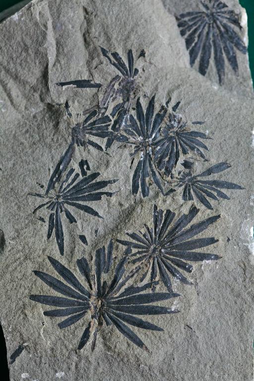 亞洲產輪葉Annularia化石早期木賊目植物化石二疊紀, 興趣及遊戲, 手作