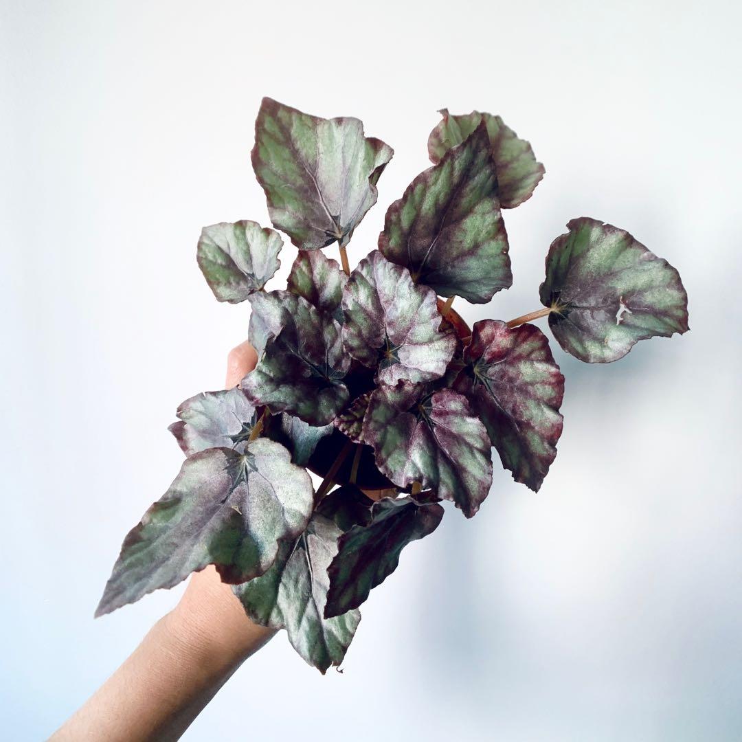 Begonia Rex Hybrid Furniture Home Living Gardening Plants Seeds On Carousell