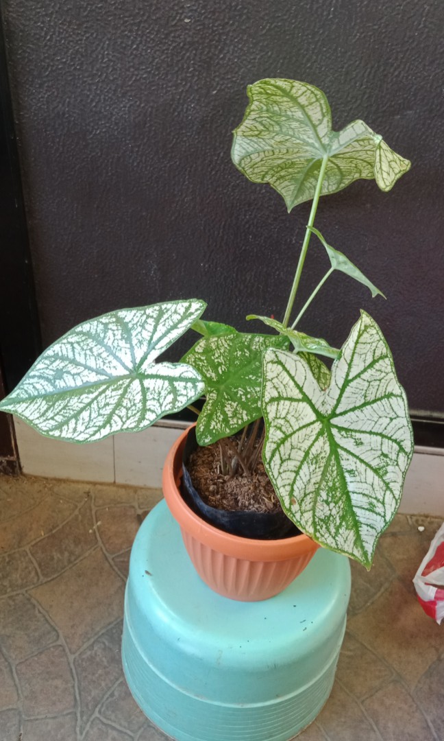 white christmas plant