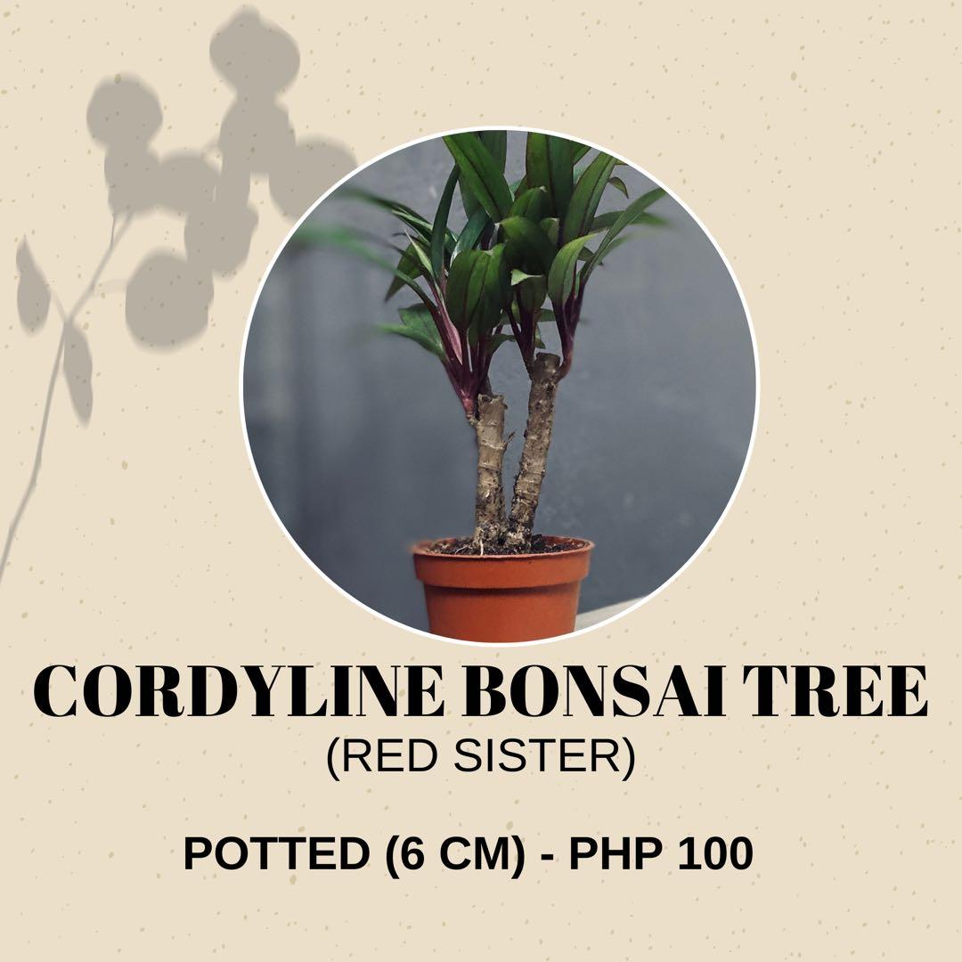Cheap Plants For Sale Gardening Flowers Plants On Carousell