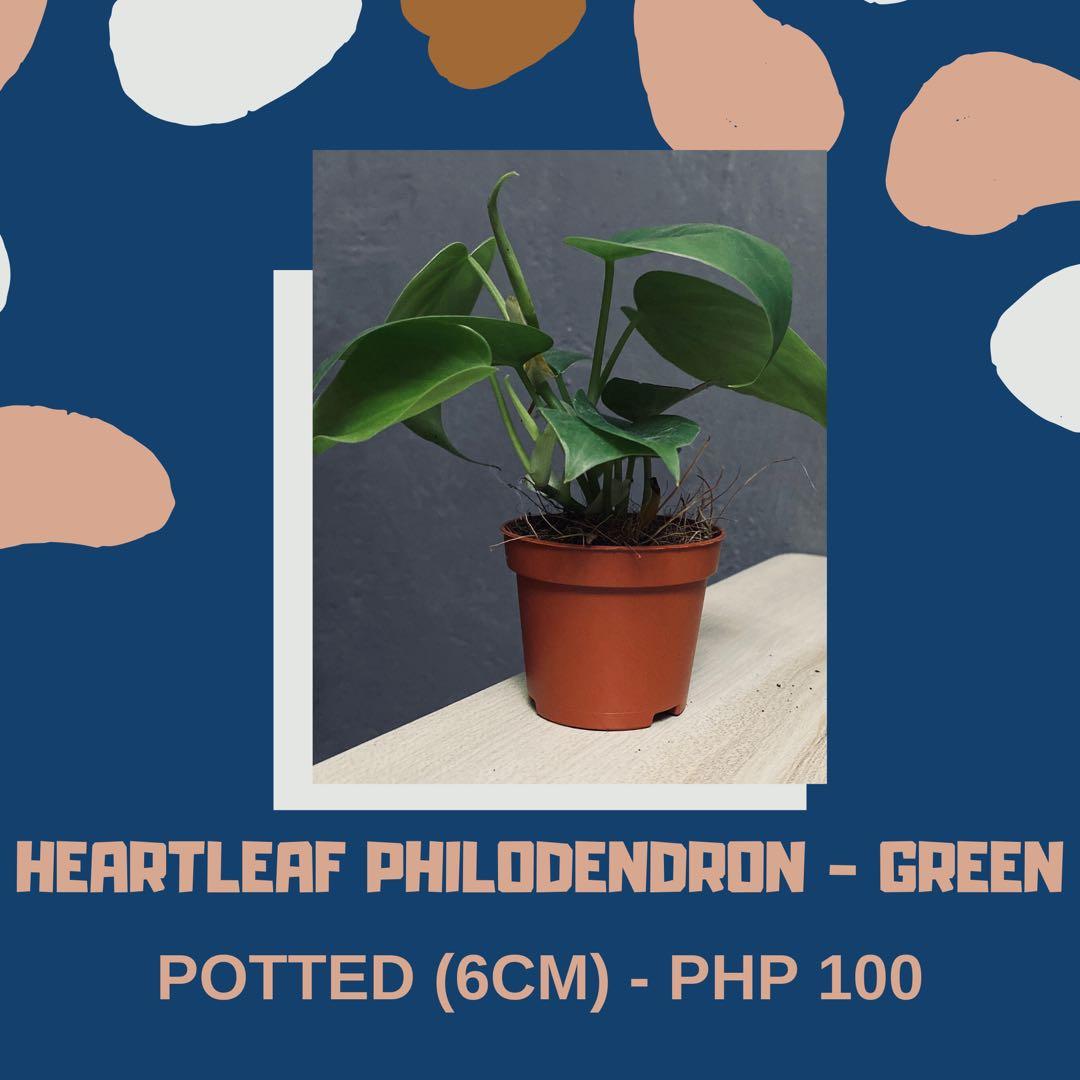 Cheap Plants For Sale Gardening Flowers Plants On Carousell