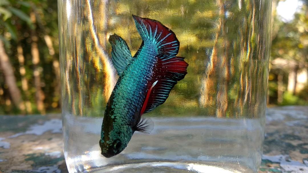 Cupang Hmpk Plakat Halfmoon Perlengkapan Hewan Aksesoris Hewan Di Carousell