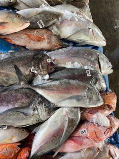 Fresh Fish - Catch OF the Day