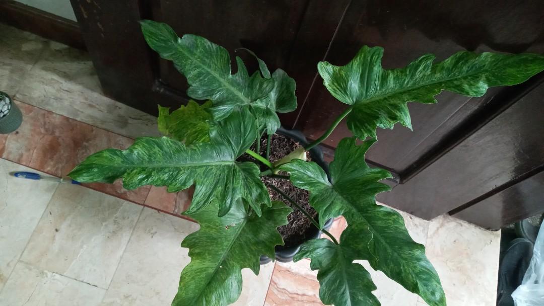 Philodendron Golden Dragon Variegated Gardening Flowers Plants On Carousell