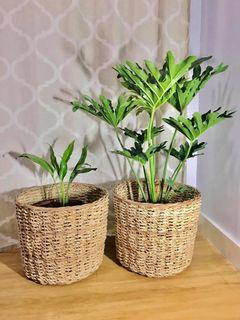 Rattan Baskets for your Plant Babies