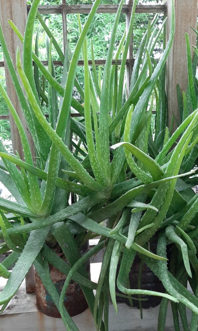 💰SALE HURRY!📣 *Aloe Vera plant*(LARGE), Furniture & Home Living