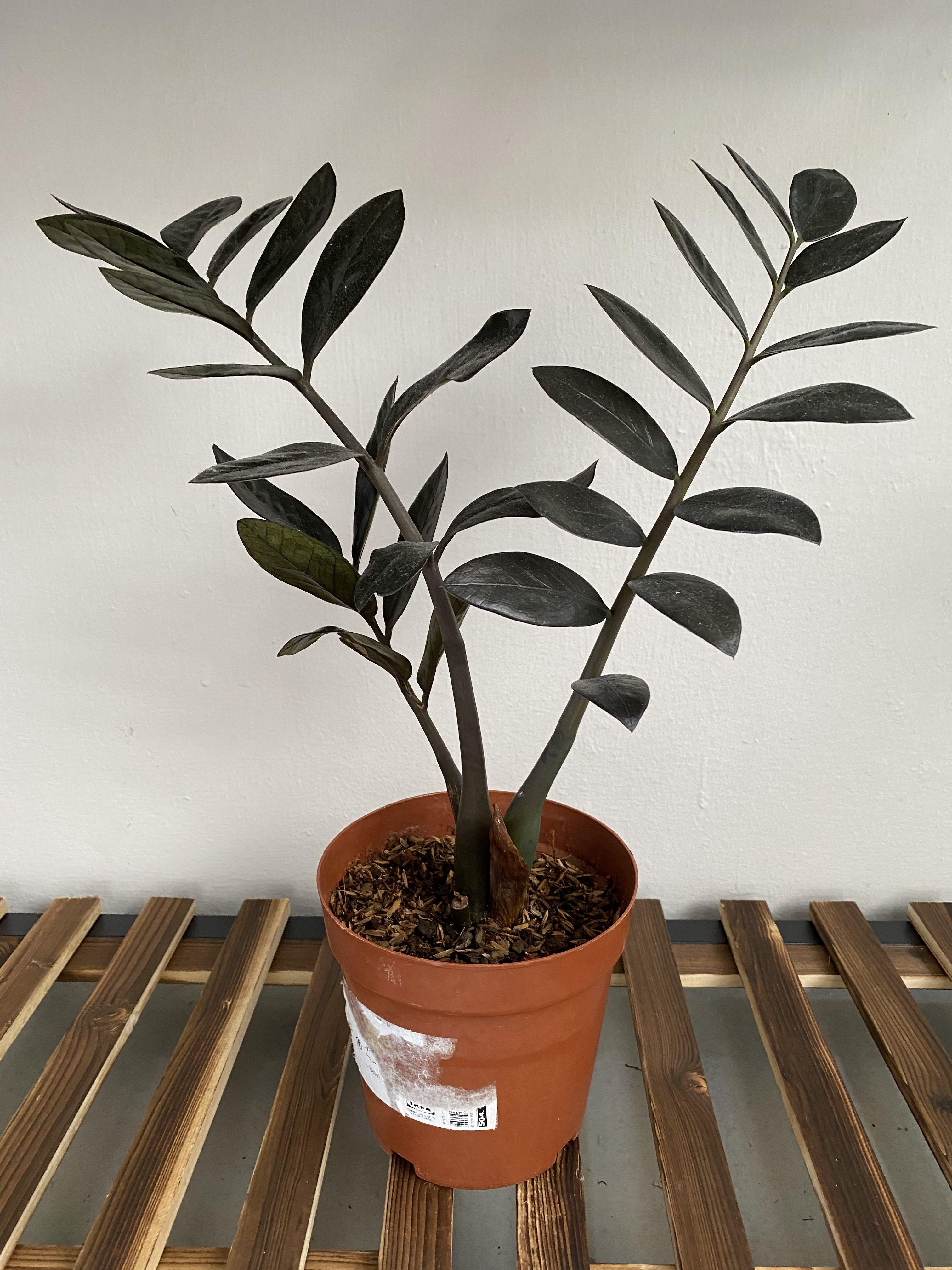 Zz Raven Zamioculcas Zamiifolia Raven Gardening Plants On Carousell
