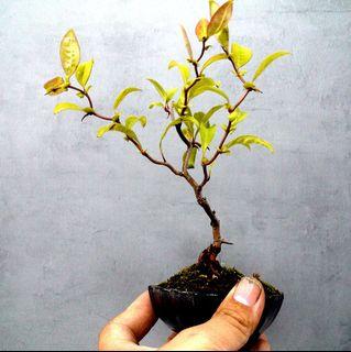 長壽梅 傢俬 家居 Carousell Hong Kong