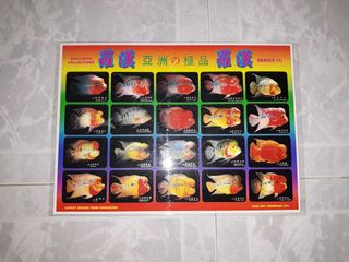 Flowerhorn fish For Sale | Carousell Singapore