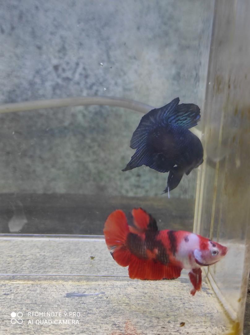 Cupang Koi Red Leopard Perlengkapan Hewan Aksesoris Hewan Di Carousell