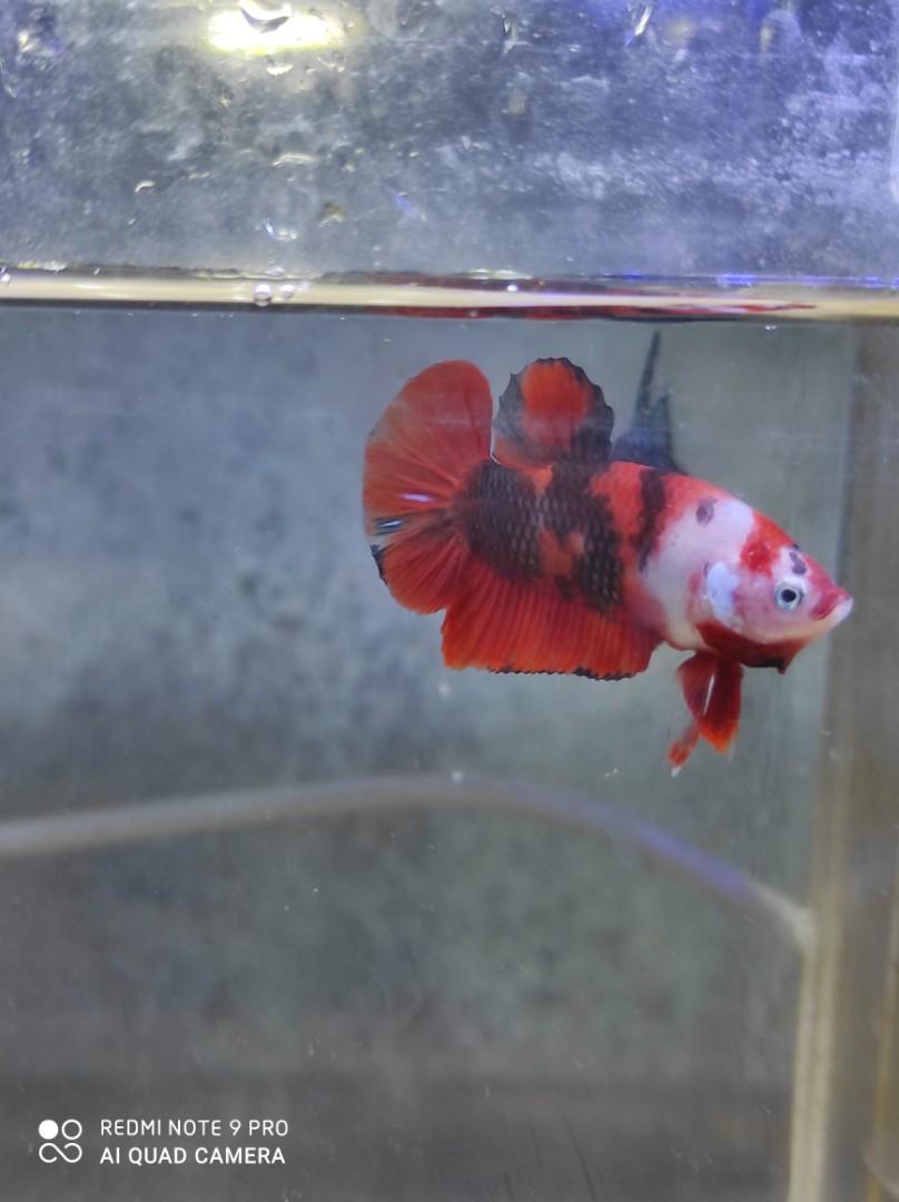 Cupang Koi Red Leopard Perlengkapan Hewan Aksesoris Hewan Di Carousell