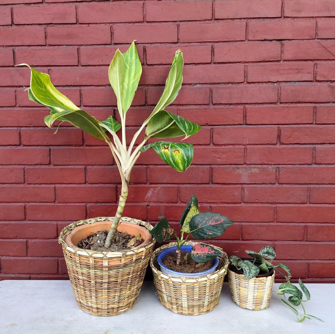 Kawayan Planters (Category: Gardening Tools & Ornaments) located in Makati City. Submitted by diyandel (Listing ID 1017686619, Image 1). Description: Kawayan Planters for sale!!! 🌿🌿🌿 Priced @ Small - 35php Medium - 50php Large - 75php Can be sold as set for 150php!! Dimensions: Small - 5in (top) x 4in (height) x 3in (bottom) Medium - 9in x 5in x 7in Large - 11in x 9in x 7in PM po for more details!.