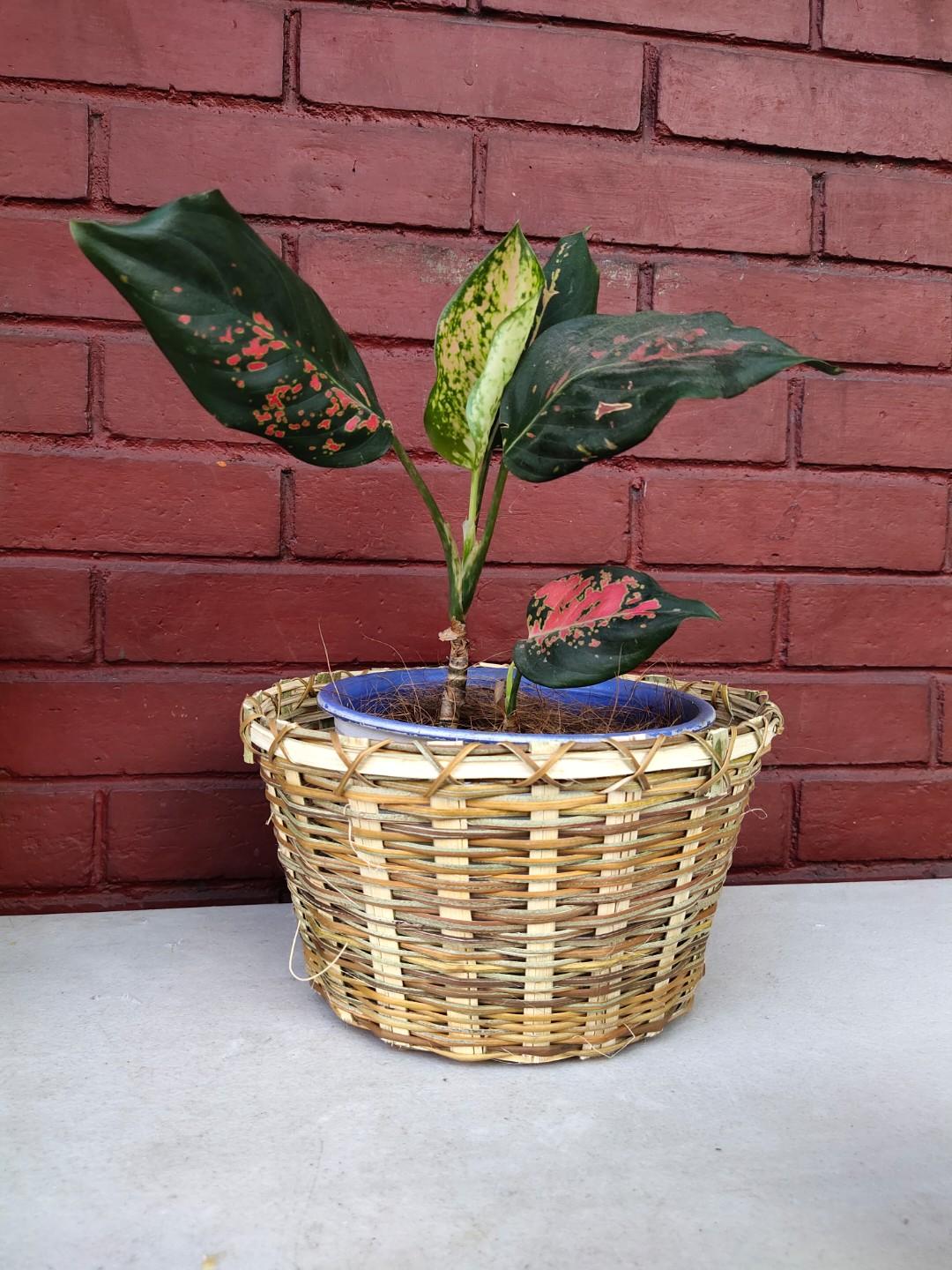 Kawayan Planters (Category: Gardening Tools & Ornaments) located in Makati City. Submitted by diyandel (Listing ID 1017686619, Image 3). Description: Kawayan Planters for sale!!! 🌿🌿🌿 Priced @ Small - 35php Medium - 50php Large - 75php Can be sold as set for 150php!! Dimensions: Small - 5in (top) x 4in (height) x 3in (bottom) Medium - 9in x 5in x 7in Large - 11in x 9in x 7in PM po for more details!.