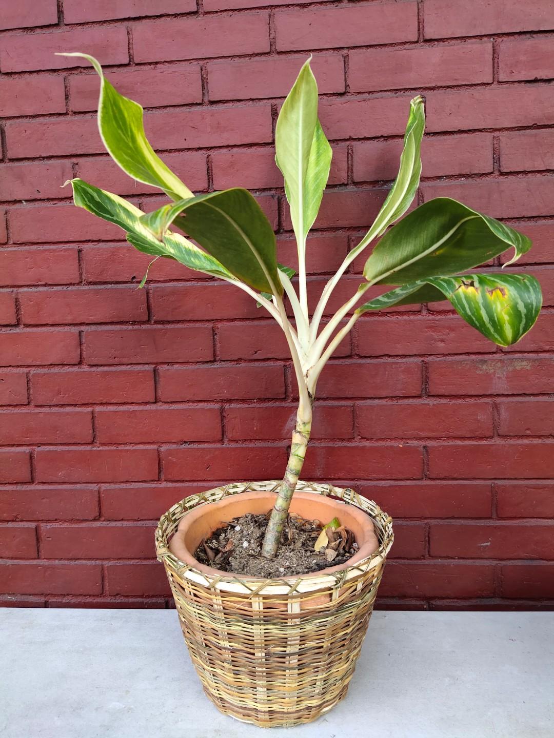 Kawayan Planters (Category: Gardening Tools & Ornaments) located in Makati City. Submitted by diyandel (Listing ID 1017686619, Image 2). Description: Kawayan Planters for sale!!! 🌿🌿🌿 Priced @ Small - 35php Medium - 50php Large - 75php Can be sold as set for 150php!! Dimensions: Small - 5in (top) x 4in (height) x 3in (bottom) Medium - 9in x 5in x 7in Large - 11in x 9in x 7in PM po for more details!.