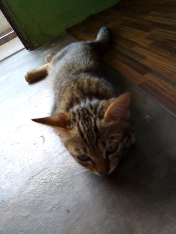 Kucing Comel Di Carousell